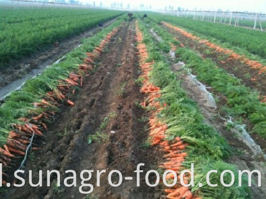 Fresh Carrots Are Popular